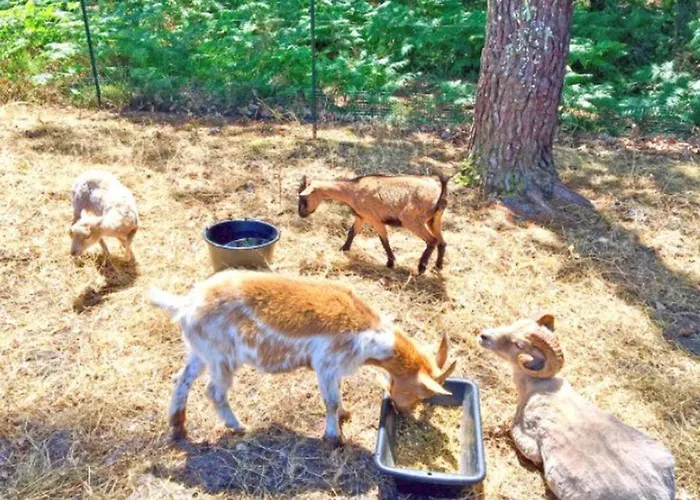 Mobil A Avec Terrasse - Api-1-52-1420 *